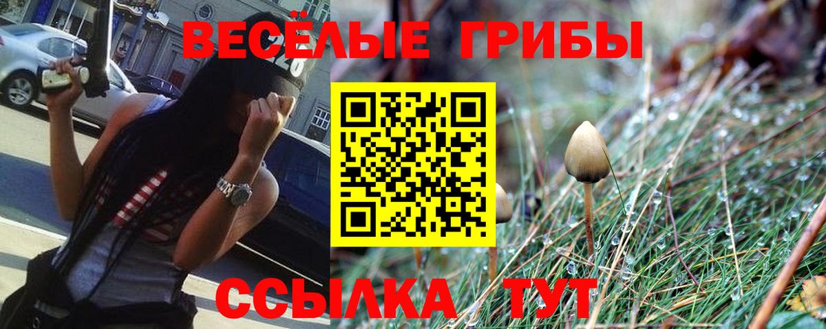 Галлюциногенные грибы Psilocybine cubensis Можайск